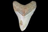 Fossil Megalodon Tooth - North Carolina #101254-1